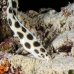 eel_snake_spotted_eri_sari_h_0002_mal0907.jpg
